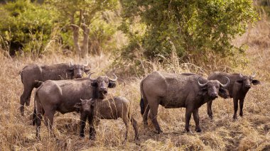 Afrika bufalosu, certocerus cafta, yetişkin ve doğal koruma alanında savanada yürüyor, Kenya.