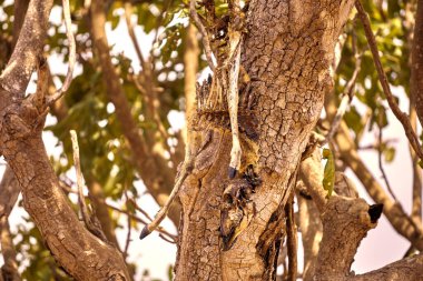 Bahçesinde yaprakları olan bir ağacın yakın çekimi.