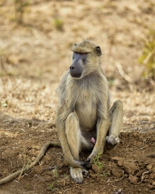 Güney Afrika 'daki Kruger Ulusal Parkı' ndaki maymun.