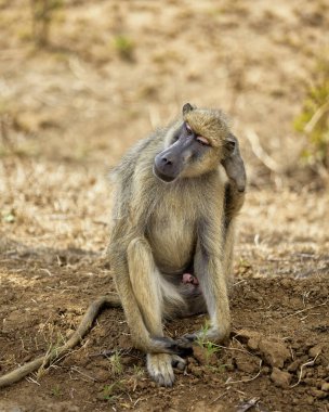 Afrika 'nın güneyindeki Kruger Ulusal Parkı' nda babun