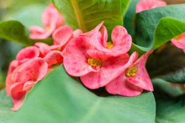 Bir çiçek sadece dikenli bir taç Close-up.