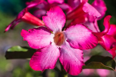 Pembe açelya Close-up