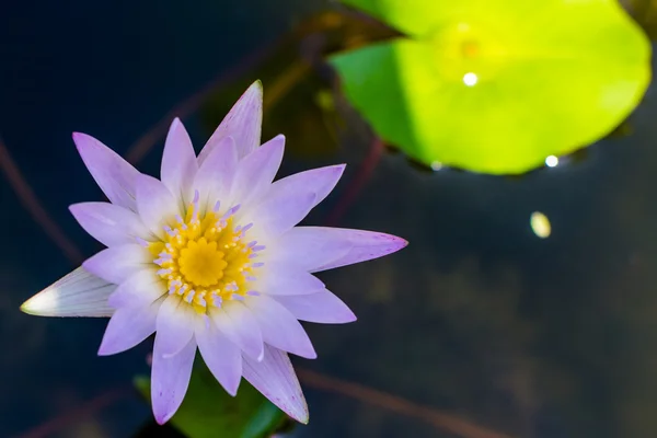 Lotus çiçeği leylak bir close-up