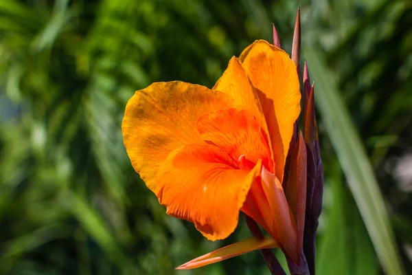 Krásná květina Canna oranžové a žluté. — Stock fotografie