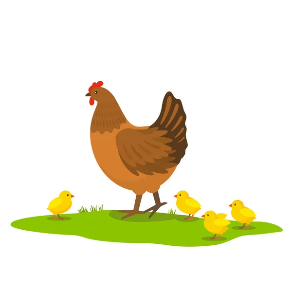 Tavuk Tavuklarıyla Yeşil Çimlerin Üzerinde Yürüyor Beyaz Arkaplanda Izole Edilmiş — Stok Vektör