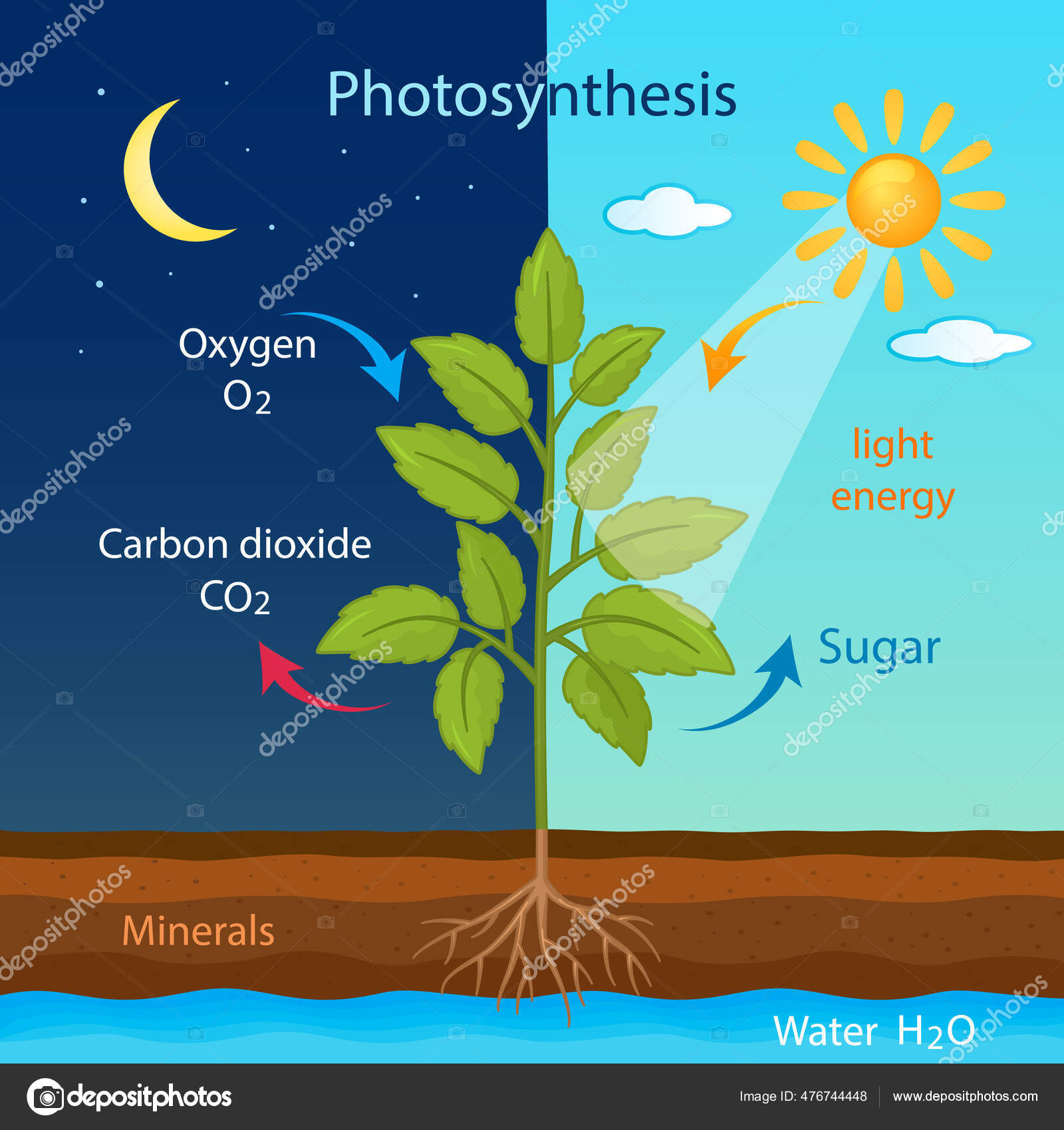 cellular respiration process