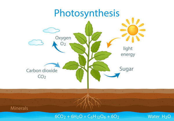 teaching poster with the process of cellular respiration of a growing plant with leaves. photosynthesis in nature. vector illustration