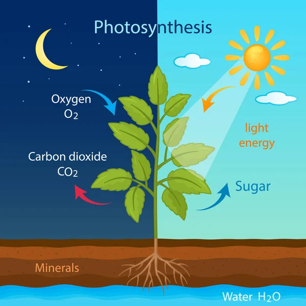 Training Poster Process Cellular Respiration Growing Plant Leaves Daytime Night — Stock Vector