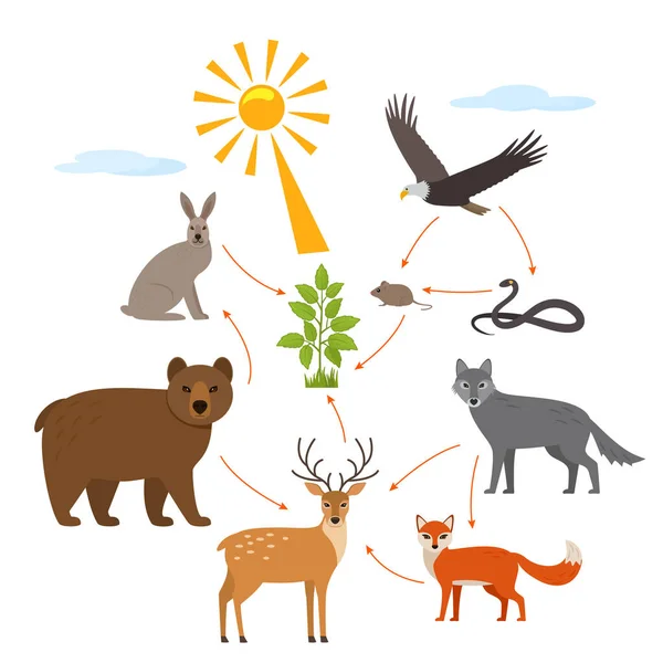 Educatieve Banner Voor Kinderen Voedselketen Het Wild Wildlife Voedsel Patroon — Stockvector