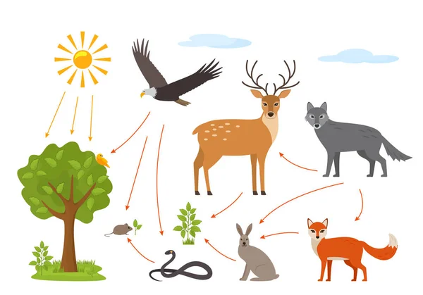 Food chain animals Vector Art Stock Images | Depositphotos Food chain animals Vector Art Stock Images | Depositphotos