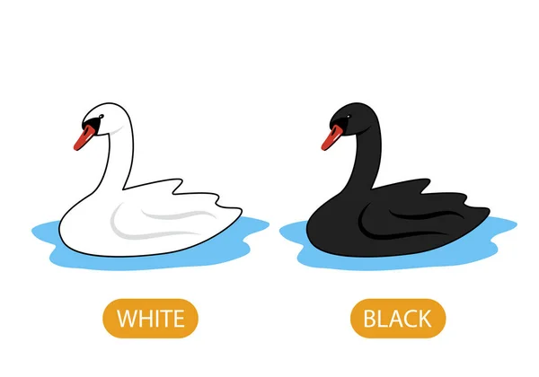 Cisnes Blancos Negros Concepto Enseñar Los Niños Adjetivo Opuesto Los — Archivo Imágenes Vectoriales