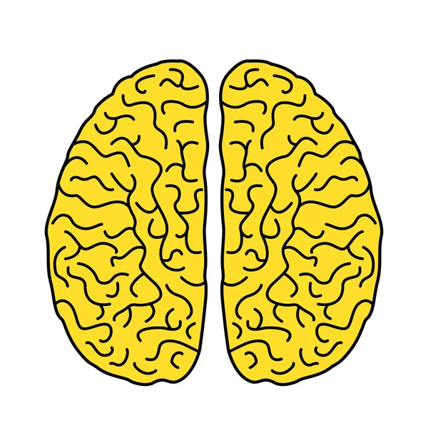 Deux Hémisphères Cerveau Humain Dans Style Linéaire Icône Plate Cerveau — Image vectorielle