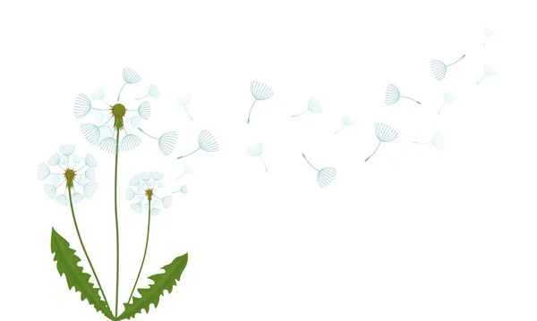 Воздушный Выцветающий Белый Одуванчик Плоская Векторная Иллюстрация Белом Фоне — стоковый вектор