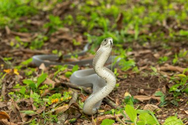 The feared Black Mamba (Dendroaspis polylepis), raising its head in a defensive pose Africa's deadly venomous snake