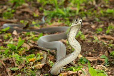 The feared Black Mamba (Dendroaspis polylepis), raising its head in a defensive pose Africa's deadly venomous snake
