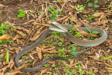 The feared Black Mamba (Dendroaspis polylepis), raising its head in a defensive pose Africa's deadly venomous snake