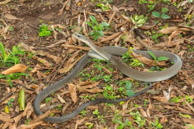 The feared Black Mamba (Dendroaspis polylepis), raising its head in a defensive pose Africa's deadly venomous snake