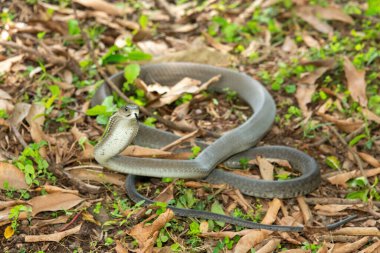 The feared Black Mamba (Dendroaspis polylepis), raising its head in a defensive pose Africa's deadly venomous snake