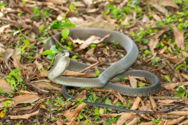 The feared Black Mamba (Dendroaspis polylepis), raising its head in a defensive pose Africa's deadly venomous snake