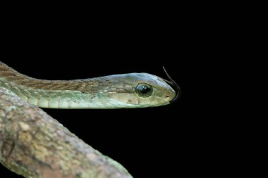 Close-up of a gorgeous adult female boomslang (Dispholidus typus), also known as a tree snake or African tree snake.  Africas deadly venomous snake against a black background