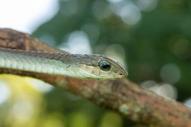 Close-up of a gorgeous adult female boomslang (Dispholidus typus), also known as a tree snake or African tree snake.  Africas deadly venomous snake