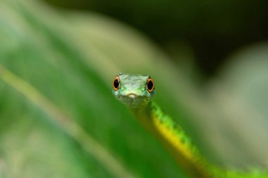 Küçük bir ağaca tırmanan sevimli Benekli Çalı Yılan (Philothamnus semivariegatus). Zehirli olmayan, Afrika 'ya özgü bir sürüngen.