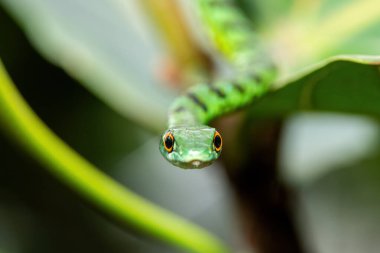 Küçük bir ağaca tırmanan sevimli Benekli Çalı Yılan (Philothamnus semivariegatus). Zehirli olmayan, Afrika 'ya özgü bir sürüngen.