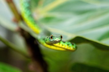 Küçük bir ağaca tırmanan sevimli Benekli Çalı Yılan (Philothamnus semivariegatus). Zehirli olmayan, Afrika 'ya özgü bir sürüngen.