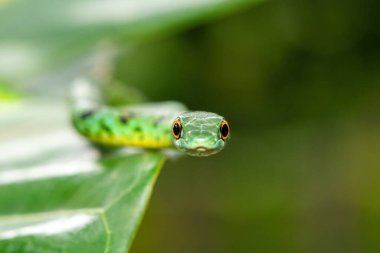Küçük bir ağaca tırmanan sevimli Benekli Çalı Yılan (Philothamnus semivariegatus). Zehirli olmayan, Afrika 'ya özgü bir sürüngen.