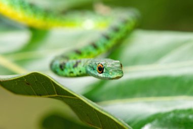 Küçük bir ağaca tırmanan sevimli Benekli Çalı Yılan (Philothamnus semivariegatus). Zehirli olmayan, Afrika 'ya özgü bir sürüngen.