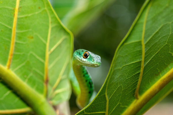 Очаровательная Пятнистая Буш Змея (Philothamnus semivariegatus) взбирается на маленькое дерево. Неядовитые эндемичные африканские рептилии