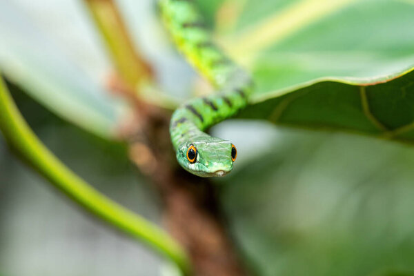Очаровательная Пятнистая Буш Змея (Philothamnus semivariegatus) взбирается на маленькое дерево. Неядовитые эндемичные африканские рептилии