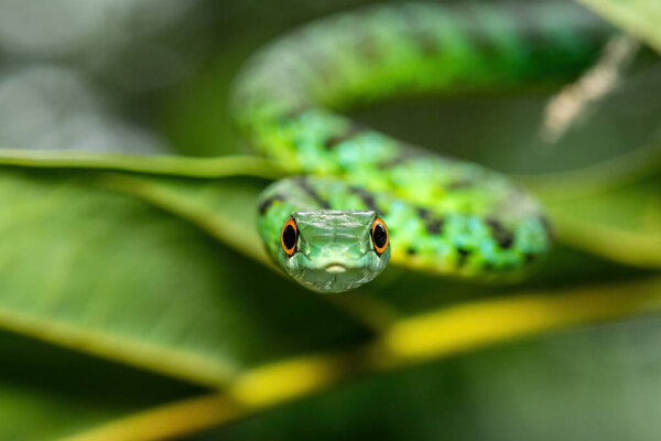 Очаровательная Пятнистая Буш Змея (Philothamnus semivariegatus) взбирается на маленькое дерево. Неядовитые эндемичные африканские рептилии