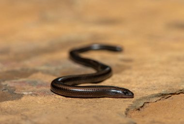 Mozambik Cüce Kazıcı Skink (Scelotes mossambicus) doğal bir kaya üzerinde - Kertenkele fosil yaşam tarzına adapte oldu