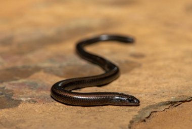 Mozambik Cüce Kazıcı Skink (Scelotes mossambicus) doğal bir kaya üzerinde - Kertenkele fosil yaşam tarzına adapte oldu