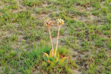 Nesli tükenmekte olan, nadir bulunan ve yerel Prinslos 'lar Aloe' yi (Aloe prinslooi) doğal bir çayırda tespit etti.