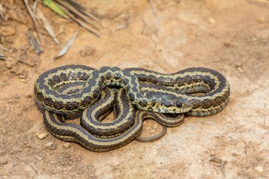 Benekli çim yılanı (Psammophylax rhombeatus) olarak da bilinen hafif zehirli benekli bir Skaapsteker, Güney Afrika 'da doğal bir çayırda
