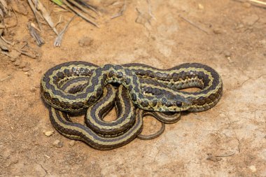 Benekli çim yılanı (Psammophylax rhombeatus) olarak da bilinen hafif zehirli benekli bir Skaapsteker, Güney Afrika 'da doğal bir çayırda
