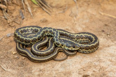 Benekli çim yılanı (Psammophylax rhombeatus) olarak da bilinen hafif zehirli benekli bir Skaapsteker, Güney Afrika 'da doğal bir çayırda