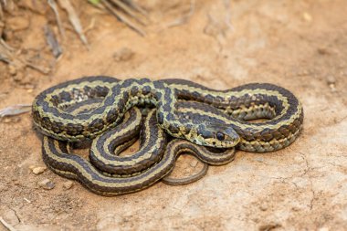 Benekli çim yılanı (Psammophylax rhombeatus) olarak da bilinen hafif zehirli benekli bir Skaapsteker, Güney Afrika 'da doğal bir çayırda