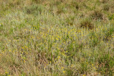 Goue sewejaartjie olarak da bilinen ve doğal çayırlarda açan güzel bir altın ebediyet (Helichrysum aureonitens).