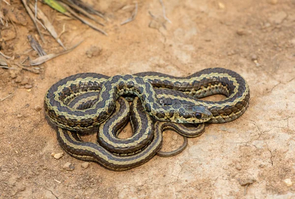 Benekli çim yılanı (Psammophylax rhombeatus) olarak da bilinen hafif zehirli benekli bir Skaapsteker, Güney Afrika 'da doğal bir çayırda