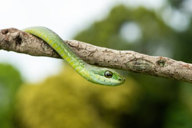 Ağaç yılanı ya da Afrika ağaç yılanı olarak da bilinen muhteşem bir yaygaranın (Dispholidus typus) yakın çekimi. Afrika 'nın ölümcül zehirli yılanı