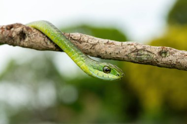 Ağaç yılanı ya da Afrika ağaç yılanı olarak da bilinen muhteşem bir yaygaranın (Dispholidus typus) yakın çekimi. Afrika 'nın ölümcül zehirli yılanı