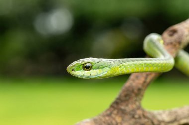 Ağaç yılanı ya da Afrika ağaç yılanı olarak da bilinen muhteşem bir yaygaranın (Dispholidus typus) yakın çekimi. Afrika 'nın ölümcül zehirli yılanı