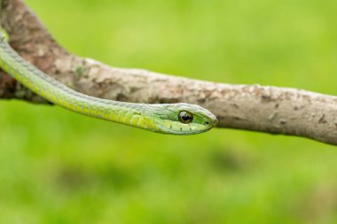 Ağaç yılanı ya da Afrika ağaç yılanı olarak da bilinen muhteşem bir yaygaranın (Dispholidus typus) yakın çekimi. Afrika 'nın ölümcül zehirli yılanı