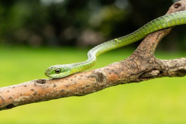 Ağaç yılanı ya da Afrika ağaç yılanı olarak da bilinen muhteşem bir yaygaranın (Dispholidus typus) yakın çekimi. Afrika 'nın ölümcül zehirli yılanı