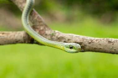 Ağaç yılanı ya da Afrika ağaç yılanı olarak da bilinen muhteşem bir yaygaranın (Dispholidus typus) yakın çekimi. Afrika 'nın ölümcül zehirli yılanı