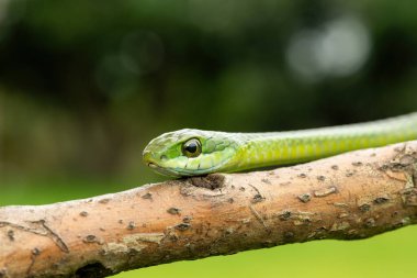 Ağaç yılanı ya da Afrika ağaç yılanı olarak da bilinen muhteşem bir yaygaranın (Dispholidus typus) yakın çekimi. Afrika 'nın ölümcül zehirli yılanı