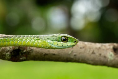 Ağaç yılanı ya da Afrika ağaç yılanı olarak da bilinen muhteşem bir yaygaranın (Dispholidus typus) yakın çekimi. Afrika 'nın ölümcül zehirli yılanı